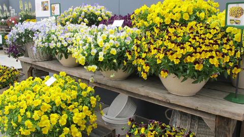 Essais thématiques, « Spring Trials », « Flower Trials » : les obtenteurs et multiplicateurs vont dévoiler leurs nouveautés et plantes du futur, d’ici à mi-juin 2020. Ici la gamme COOL WAVE® de PanAmerican Seed. ©Odile Maillard